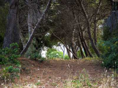 ...e che conduce, dopo circa 300 metri, all�inizio di un viale alberato che corre parallelo a Lama Giotta